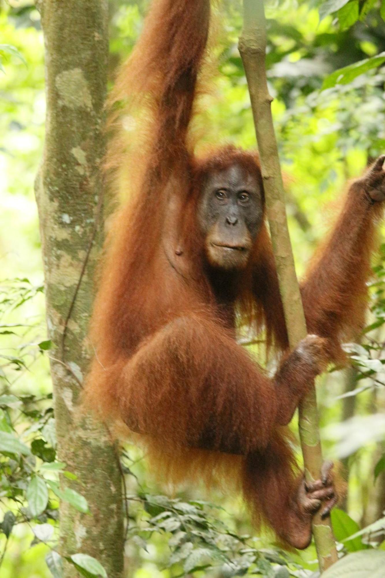 Magpie resto dan homestay Bukit Lawang Exterior foto